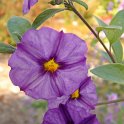Picasa 2.7